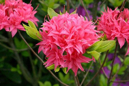 Azalie wielkokwiatowe HOMEBUSH różowy, półpełne kuliste kwiatostany