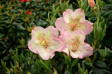 Rododendrony wielkokwiatowe FELICITAS żółty odbarwiający się do różowego
