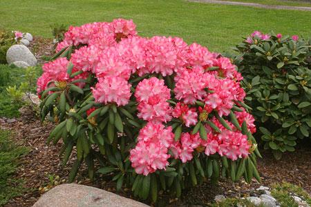 Rododendrony karłowe EMANUELA różowy