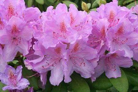 Rododendrony wielkokwiatowe ALFRED jasnofioletowy z żółtą kropką