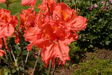 Azalie wielkokwiatowe KOSTER'S BRILLIANT RED ceglastoczerwony