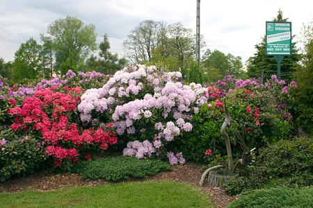 Rododendrony wielkokwiatowe EFFNER liliowy odbarwiający się do bieli