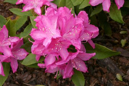 Rododendrony wielkokwiatowe FRANKOWSKI różowy z ciemnym oczkiem