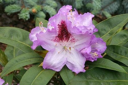 Rododendrony wielkokwiatowe HUMBOLDT liliowofioletowy z bordowym oczkiem