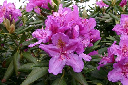 Rododendrony wielkokwiatowe LEE'S DARK PURPLE ciemnofioletowy