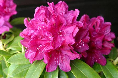 Rododendrony wielkokwiatowe OLD PORT bordowy