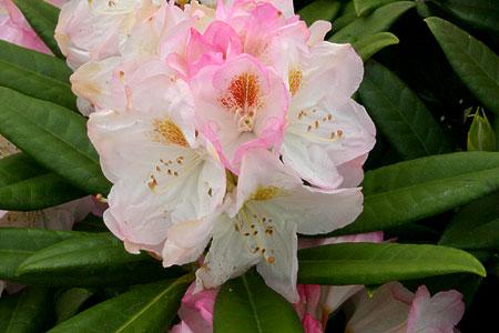 Rododendrony wielkokwiatowe BRIGITTE jasnoróżowy z brązowym oczkiem