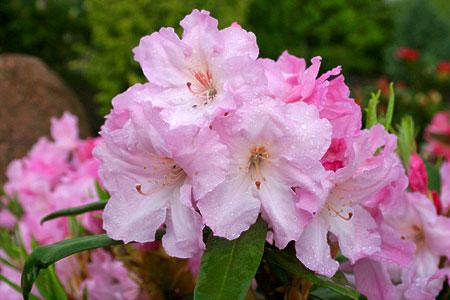 Rododendrony karłowe SILBERWOLKE lilioworóżowy