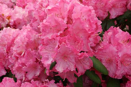 Rododendrony karłowe POLARIS czerwonoróżowy